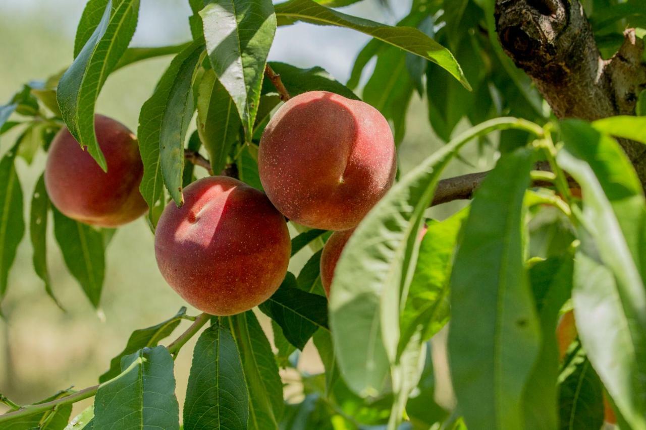 Il Vecchio Gelso - Agriturismo Rimini Montefiore Conca Βίλα Εξωτερικό φωτογραφία