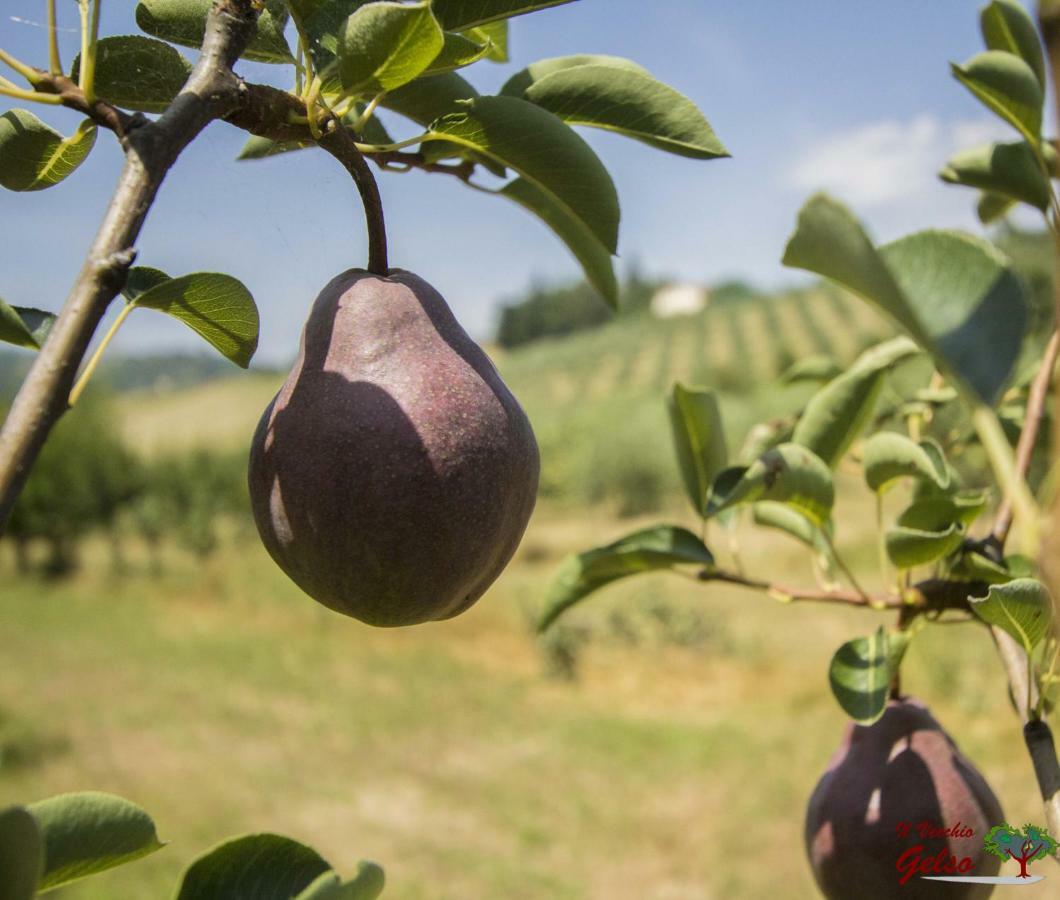 Il Vecchio Gelso - Agriturismo Rimini Montefiore Conca Βίλα Εξωτερικό φωτογραφία
